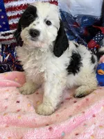 Oreo, a female Miniature Labradoodle for sale in Gaffney, SC – 3 of 4