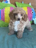 Ruby, a female Poodle - Toy  for sale in Gaffney, SC – Photo 1 of 3