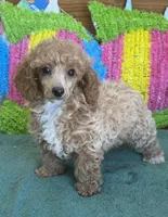 Ruby, a female Poodle - Toy  for sale in Gaffney, SC – Photo 2 of 3