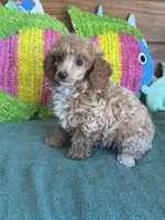 Ruby, a female Poodle - Toy  for sale in Gaffney, SC – Photo 3 of 3