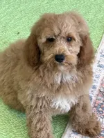 Thompson, a male Miniature Goldendoodle for sale in Gaffney, SC – 1 of 6