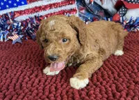 Boots, a female Miniature Labradoodle for sale in Gaffney, SC – 2 of 3