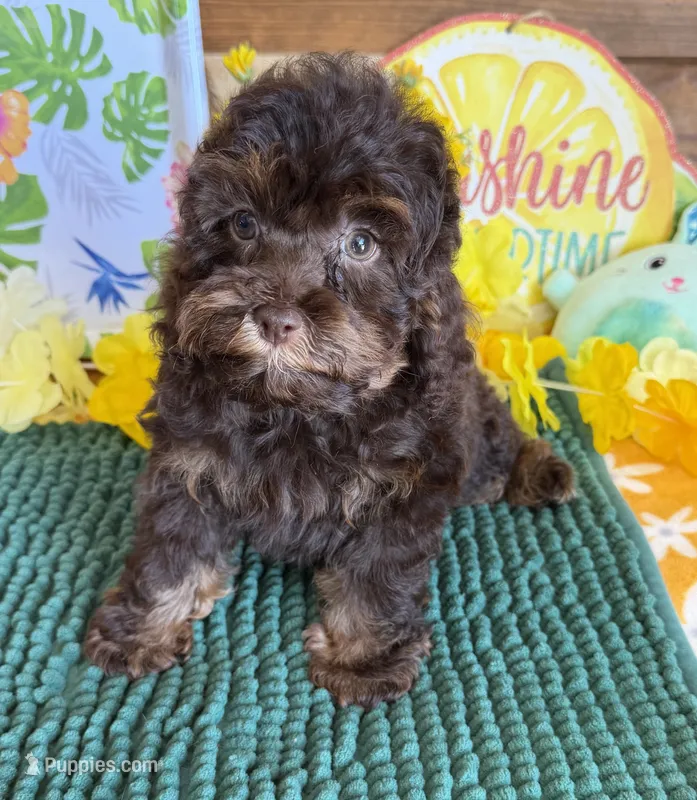 Snickers – Cockapoo puppy for sale in Gaffney, SC