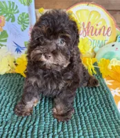 Snickers, a female Cockapoo for sale in Gaffney, SC – 1 of 5