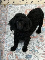 Ebony, a male Poodle - Miniature  for sale in Gaffney, SC – 2 of 9