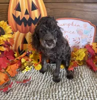 Snickers, a female Cockapoo for sale in Gaffney, SC – 4 of 4