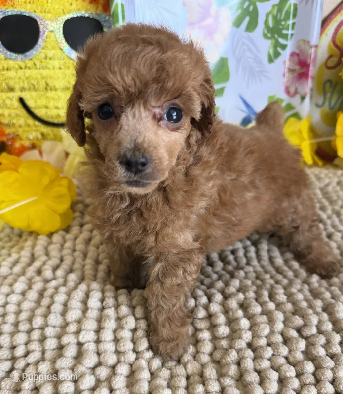 Rose – Poodle - Toy  puppy for sale in Gaffney, SC