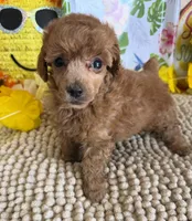Rose, a female Poodle - Toy  for sale in Gaffney, SC – 1 of 3