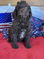 Deano, a male Miniature Goldendoodle for sale in Gaffney, SC – 5 of 5