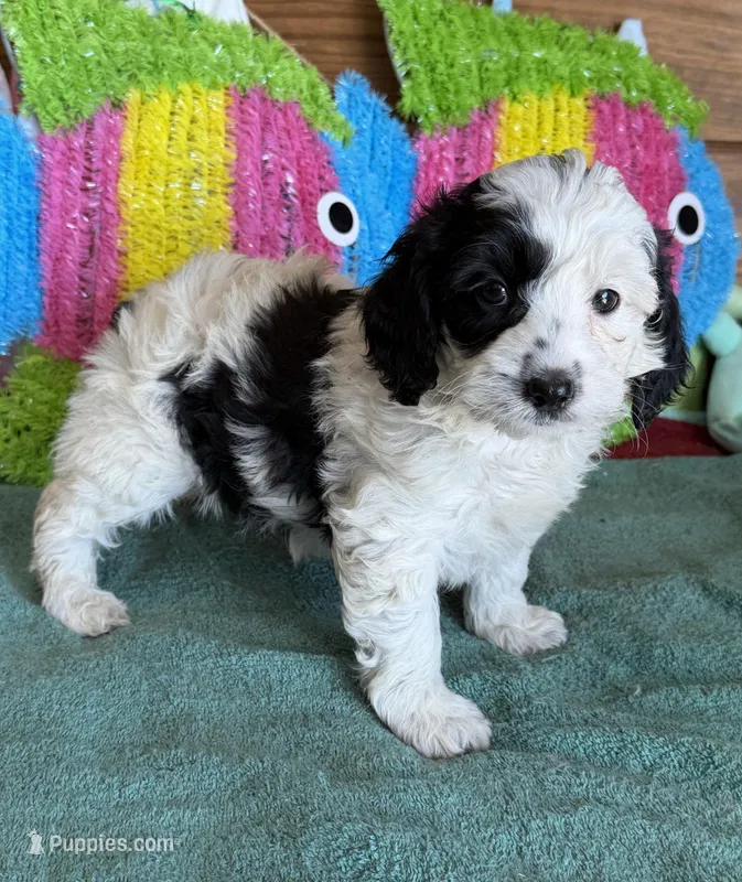 Oreo – Miniature Labradoodle puppy for sale in Gaffney, SC