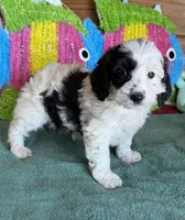 Oreo, a female Miniature Labradoodle for sale in Gaffney, SC – 3 of 4