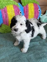 Oreo, a female Miniature Labradoodle for sale in Gaffney, SC – 2 of 4