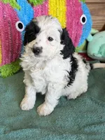 Oreo, a female Miniature Labradoodle for sale in Gaffney, SC – 4 of 4