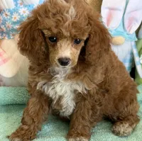 Pixie, a female Poodle - Toy  for sale in Gaffney, SC – Photo 2 of 3