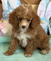 Pixie, a female Poodle - Toy  for sale in Gaffney, SC – Photo 3 of 3