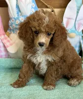 Pixie, a female Poodle - Toy  for sale in Gaffney, SC – Photo 1 of 3