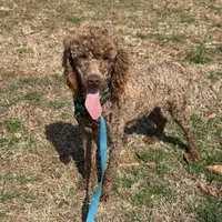 Ross, a male Poodle - Miniature  for sale in Gaffney, SC – Photo 1 of 6