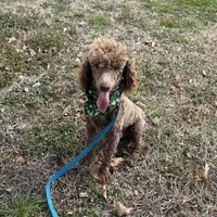 Ross, a male Poodle - Miniature  for sale in Gaffney, SC – Photo 3 of 6