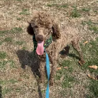 Ross, a male Poodle - Miniature  for sale in Gaffney, SC – Photo 2 of 6