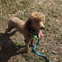 Ross, a male Poodle - Miniature  for sale in Gaffney, SC – Photo 6 of 6