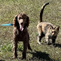 Ross, a male Poodle - Miniature  for sale in Gaffney, SC – Photo 4 of 6