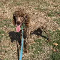 Ross, a male Poodle - Miniature  for sale in Gaffney, SC – Photo 5 of 6