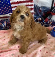 Squirt, a male Miniature Labradoodle for sale in Gaffney, SC – 3 of 3