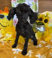 Lilly, a female Poodle - Toy  for sale in Gaffney, SC – 2 of 5