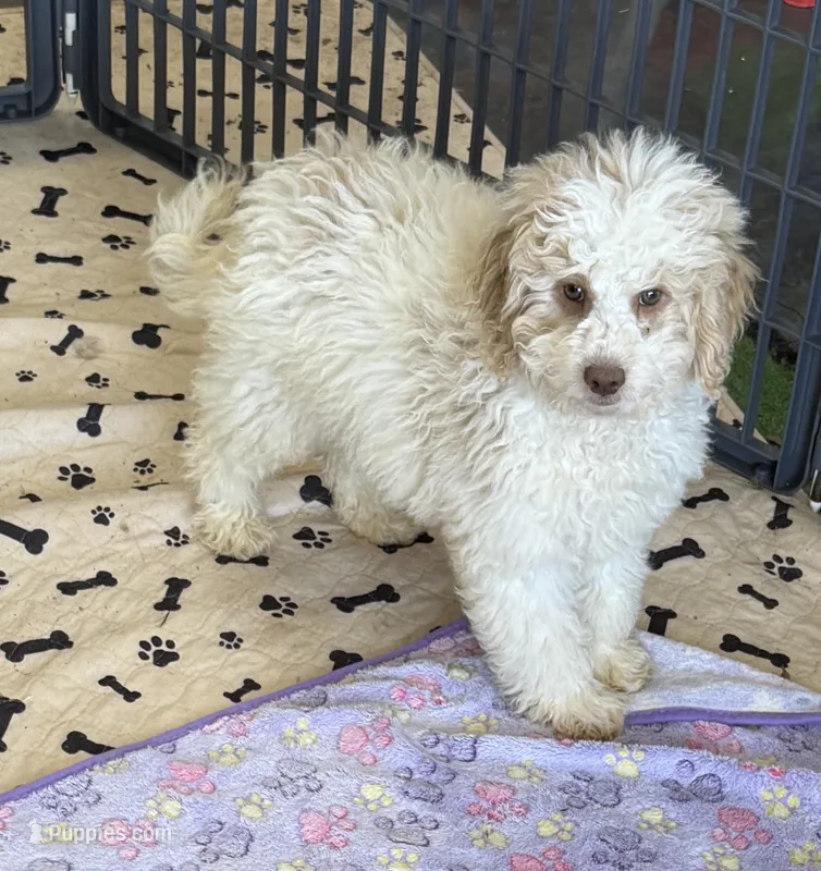 Spirit – Miniature Goldendoodle puppy for sale in Gaffney, SC