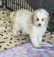Spirit, a male Miniature Goldendoodle for sale in Gaffney, SC – 1 of 9
