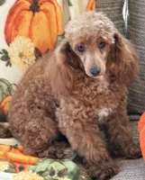 Finn, a male Poodle - Toy  for sale in Gaffney, SC – 7 of 9