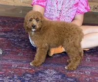 Maverick, a male Miniature Labradoodle for sale in Gaffney, SC – 4 of 4