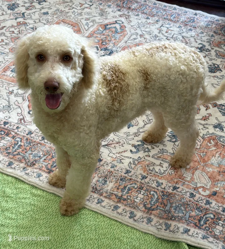 Spirit – Miniature Goldendoodle puppy for sale in Gaffney, SC