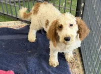 Carl, a male Miniature Labradoodle for sale in Gaffney, SC – 4 of 8