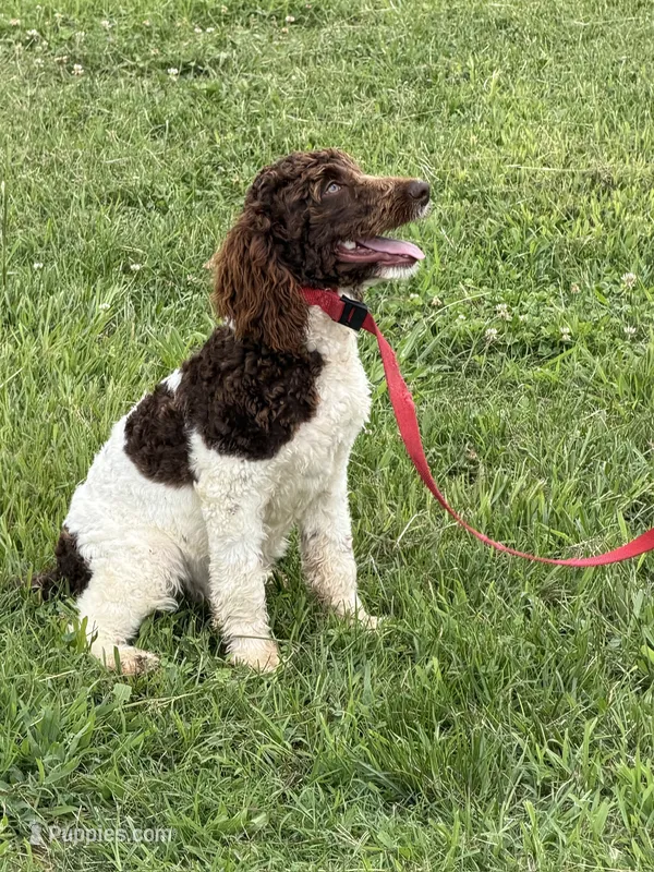 Maxx – Miniature Goldendoodle puppy for sale in Gaffney, SC