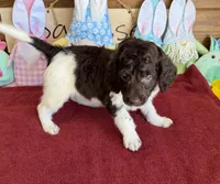 Marie, a female Miniature Goldendoodle for sale in Gaffney, SC – Photo 4 of 6