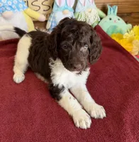 Marie, a female Miniature Goldendoodle for sale in Gaffney, SC – Photo 3 of 6