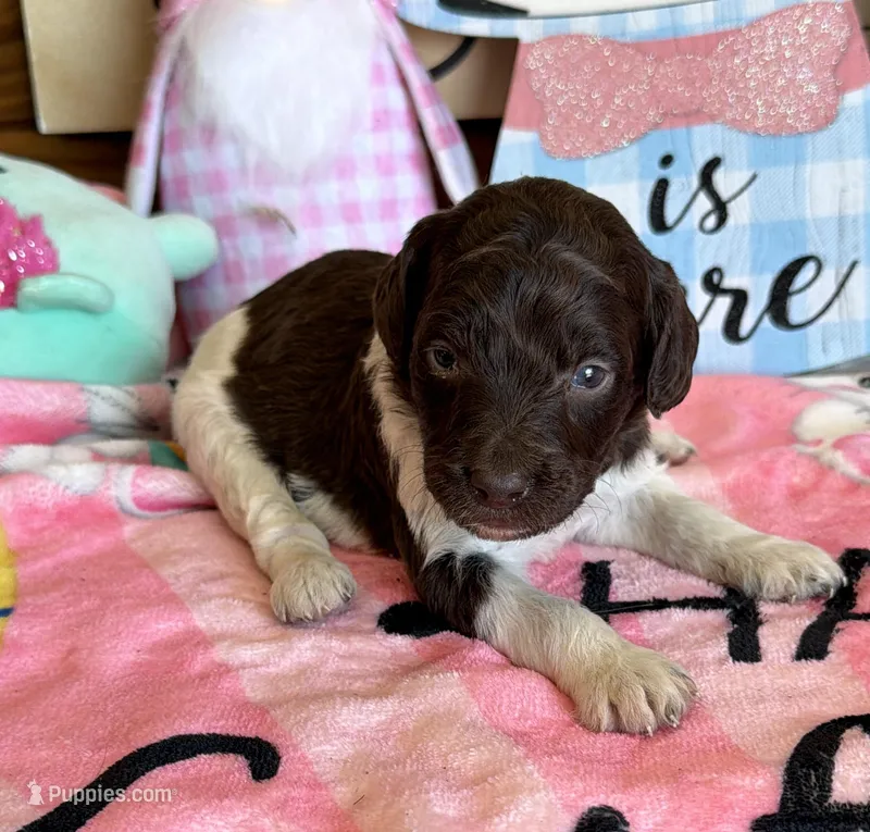 Marie – Miniature Goldendoodle puppy for sale in Gaffney, SC