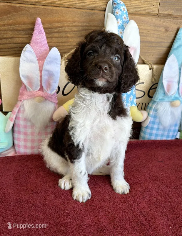 Marie – Miniature Goldendoodle puppy for sale in Gaffney, SC