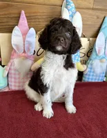 Marie, a female Miniature Goldendoodle for sale in Gaffney, SC – Photo 5 of 6
