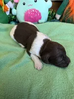 Marie, a female Miniature Goldendoodle for sale in Gaffney, SC – Photo 2 of 3