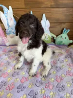 Marie, a female Miniature Goldendoodle for sale in Gaffney, SC – Photo 6 of 6