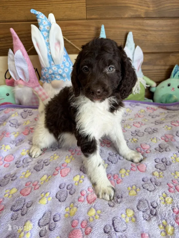 Marie – Miniature Goldendoodle puppy for sale in Gaffney, SC