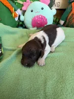 Marie, a female Miniature Goldendoodle for sale in Gaffney, SC – Photo 1 of 3