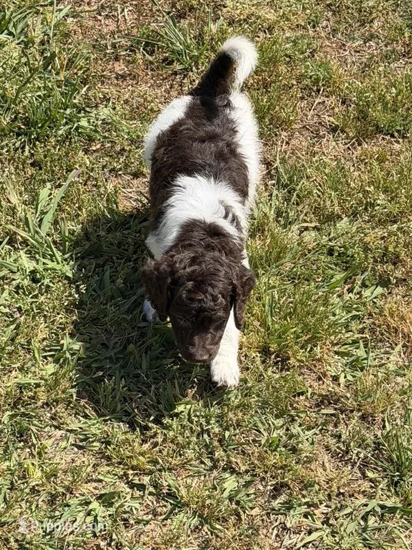 Marie – Miniature Goldendoodle puppy for sale in Gaffney, SC