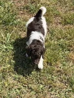Marie, a female Miniature Goldendoodle for sale in Gaffney, SC – Photo 2 of 6