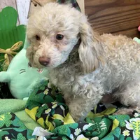 Sam, a male Poodle - Toy  for sale in Gaffney, SC – Photo 3 of 3