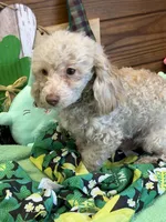 Sam, a male Poodle - Toy  for sale in Gaffney, SC – Photo 3 of 3