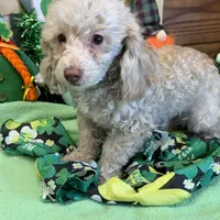 Sam, a male Poodle - Toy  for sale in Gaffney, SC – Photo 1 of 3