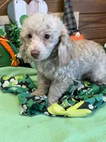 Sam, a male Poodle - Toy  for sale in Gaffney, SC – Photo 1 of 3